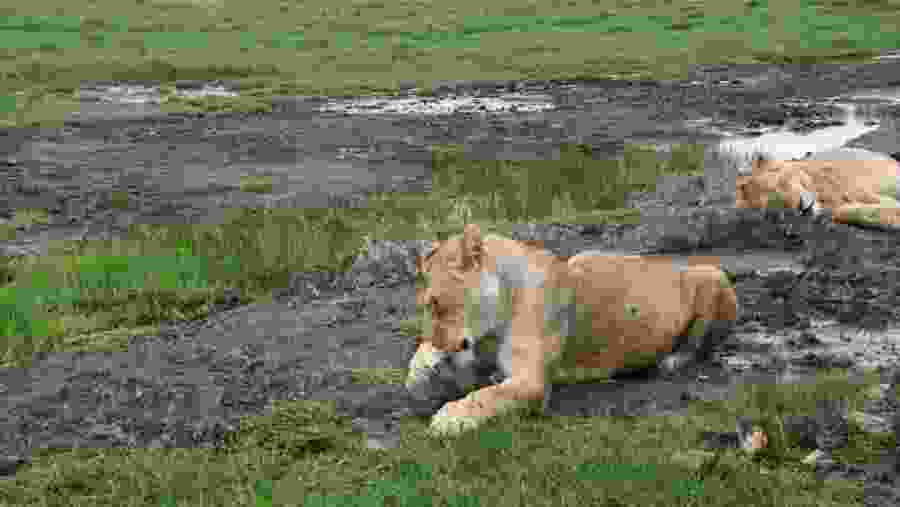 African Lion