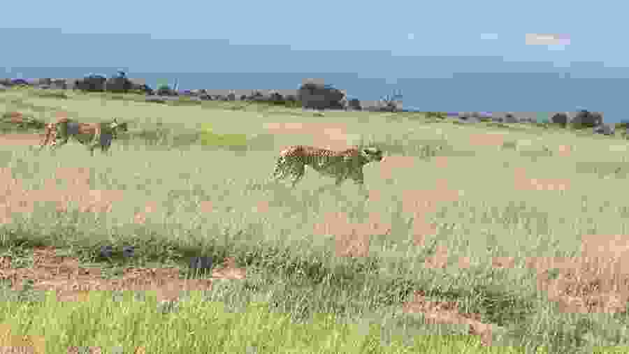 Cheetahs in the grass