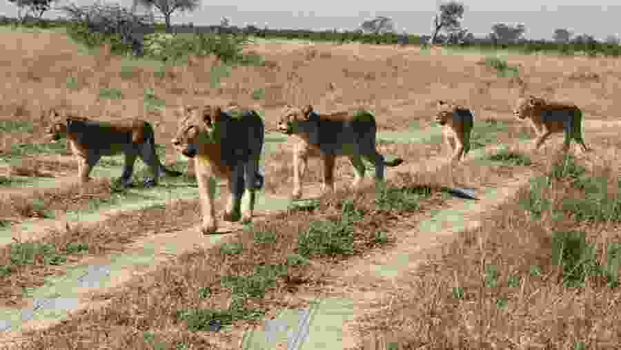 A Pride Of Lion At The Reserve