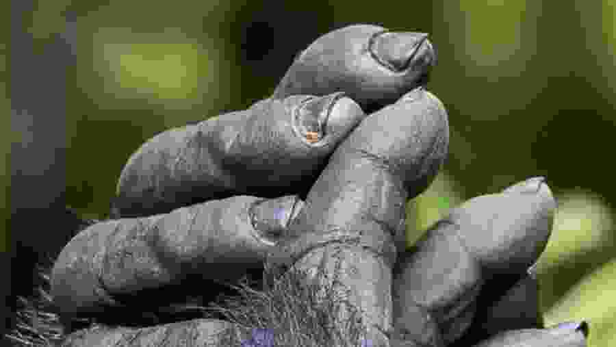 Mountain Gorilla Fingers