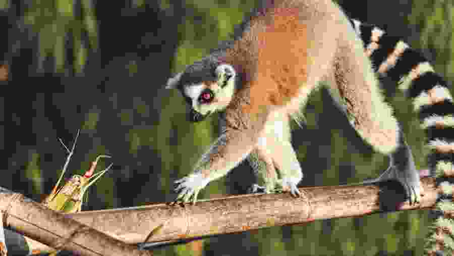 Makis in Isalo National Park