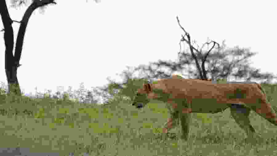 Lioness at Tarangire National Park