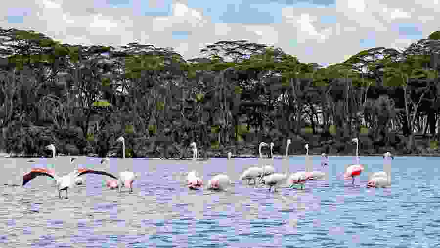 Flamingos at Lake Naivasha