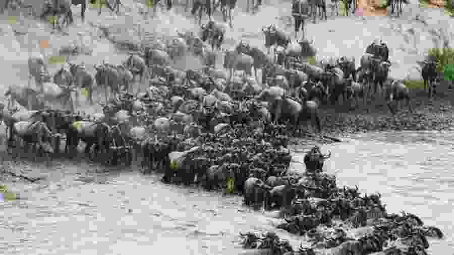 Witness the famous Wildebeest Migration