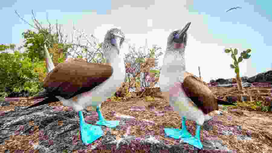 Blue-footed booby