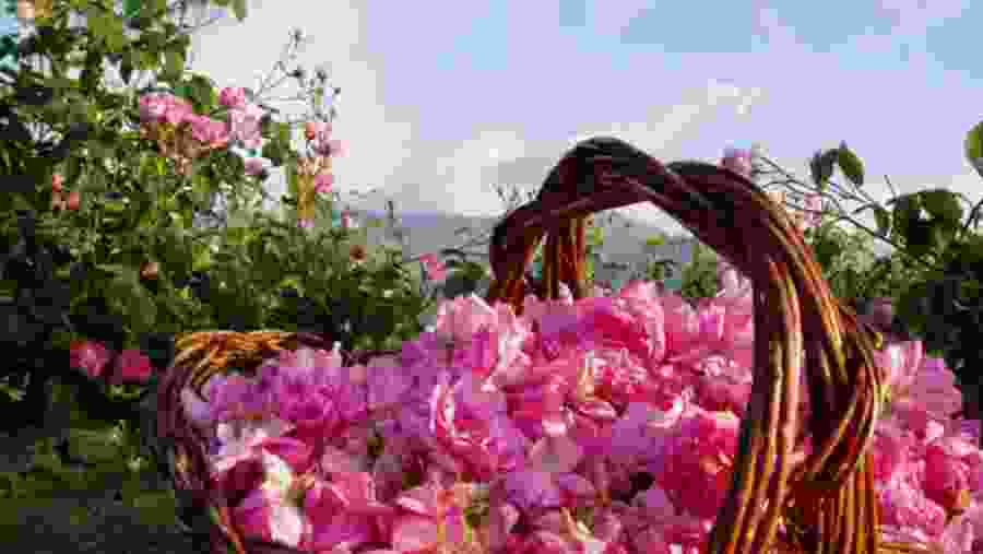 See local Flowers