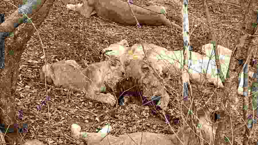 Witness the African wildlife