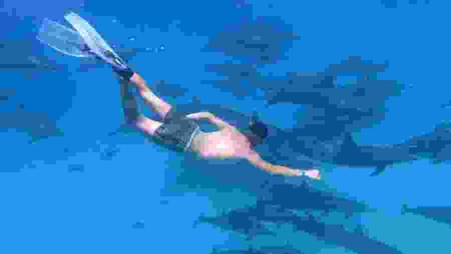 Swimming with the Dolphins