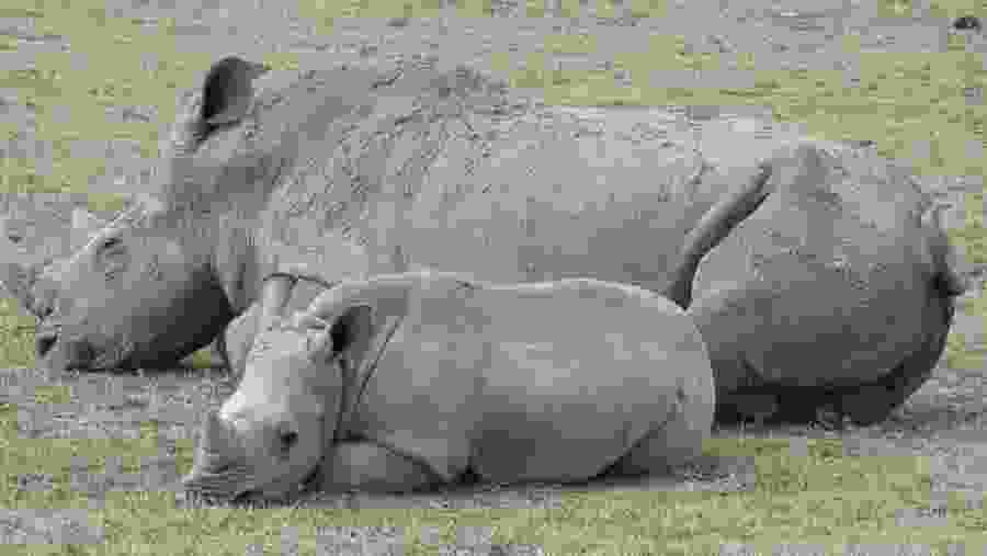 Southern white rhinoceroses