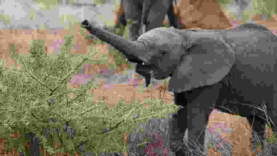 Wildlife Safari at Tarangire National Park