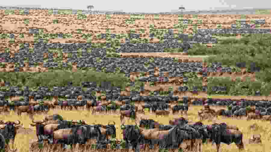 Witness the famous Wildebeest Migration