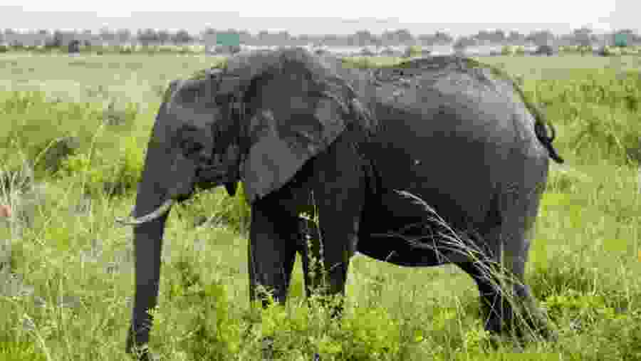 Ruaha National Park