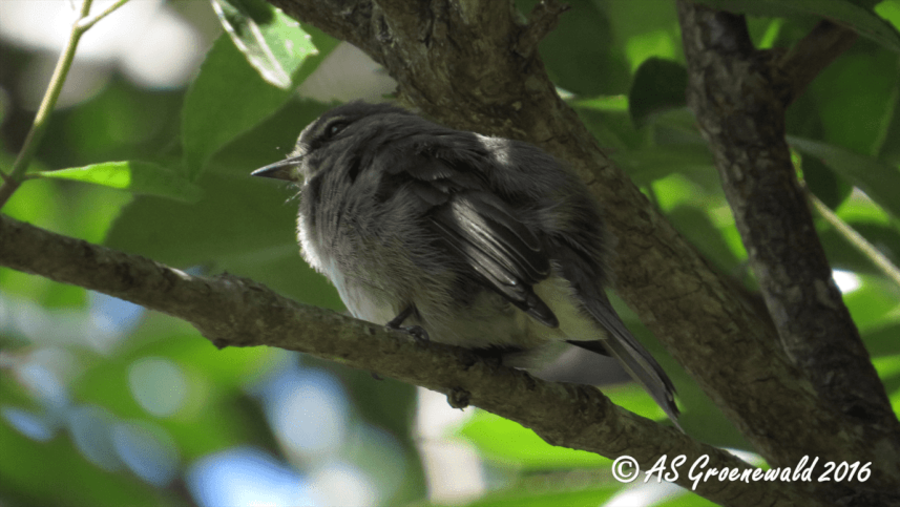 A bird resting on a tree