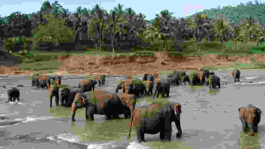 Elephant Herd