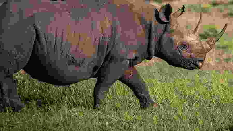 Rhino
