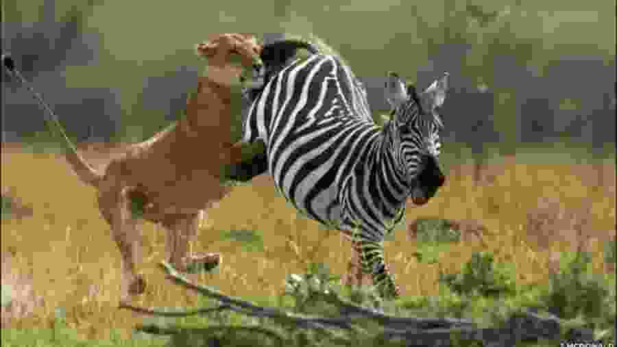 Witness the wildlife