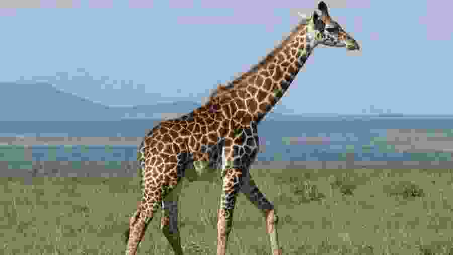 Giraffe