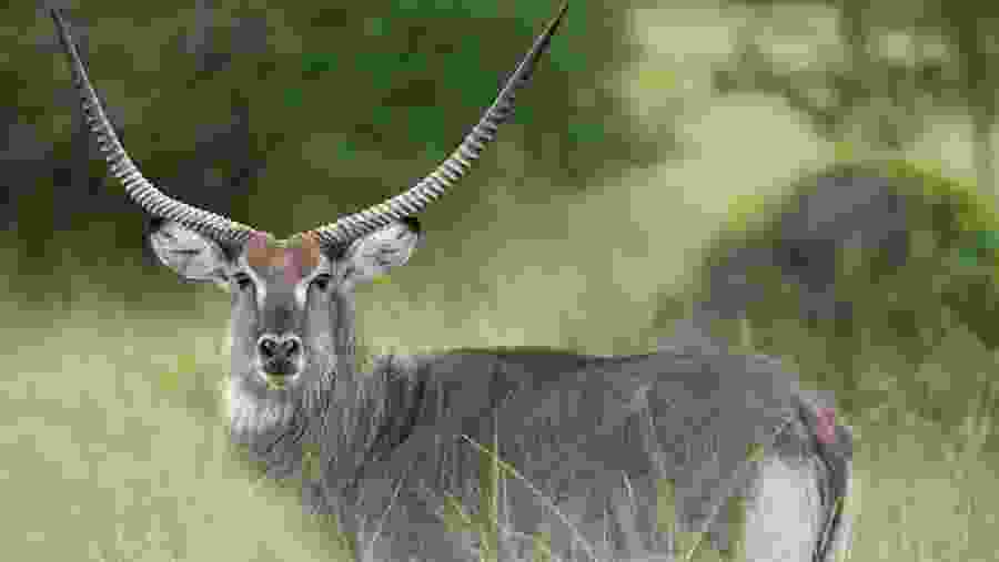 Witness the African wildlife