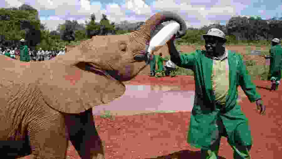 Elephant Rescue Center of Nairobi