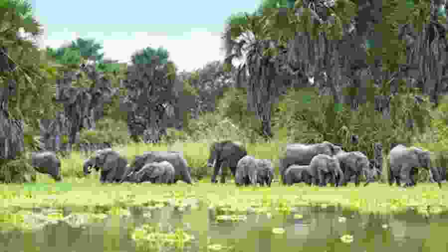 Nyerere National Park