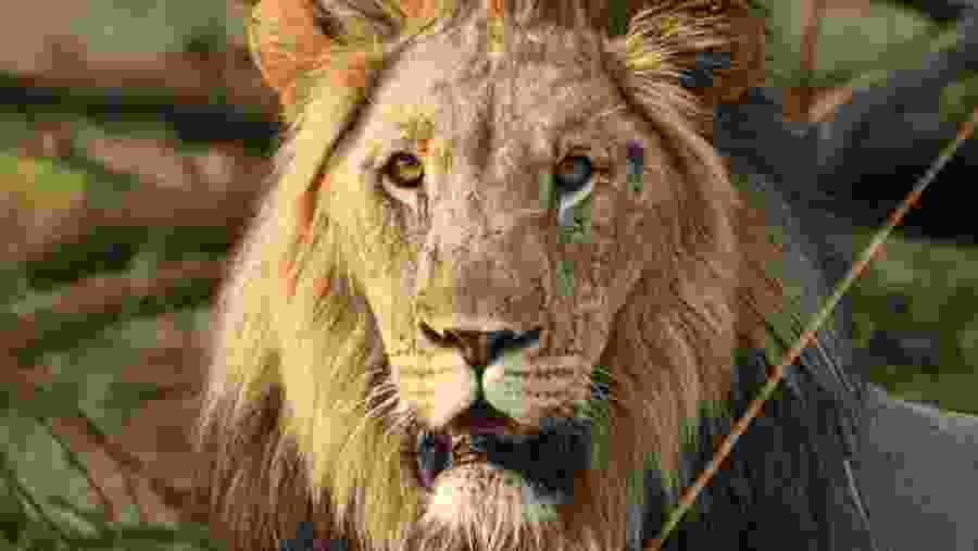 King of the Jungle