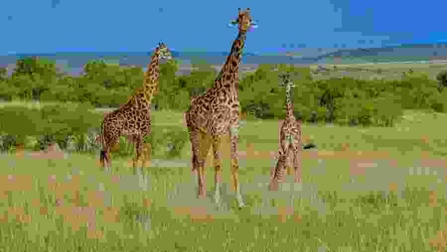 Masai Giraffe