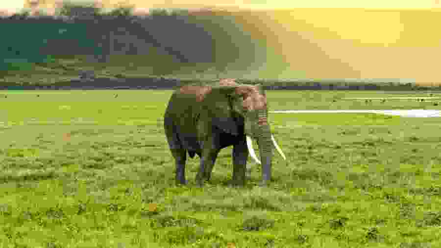 Witness the African wildlife