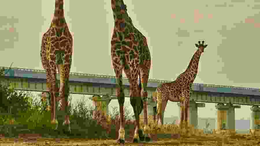 Witness the African wildlife
