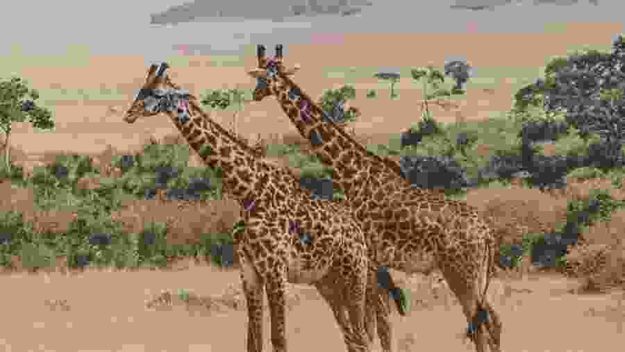 Witness towering giraffes