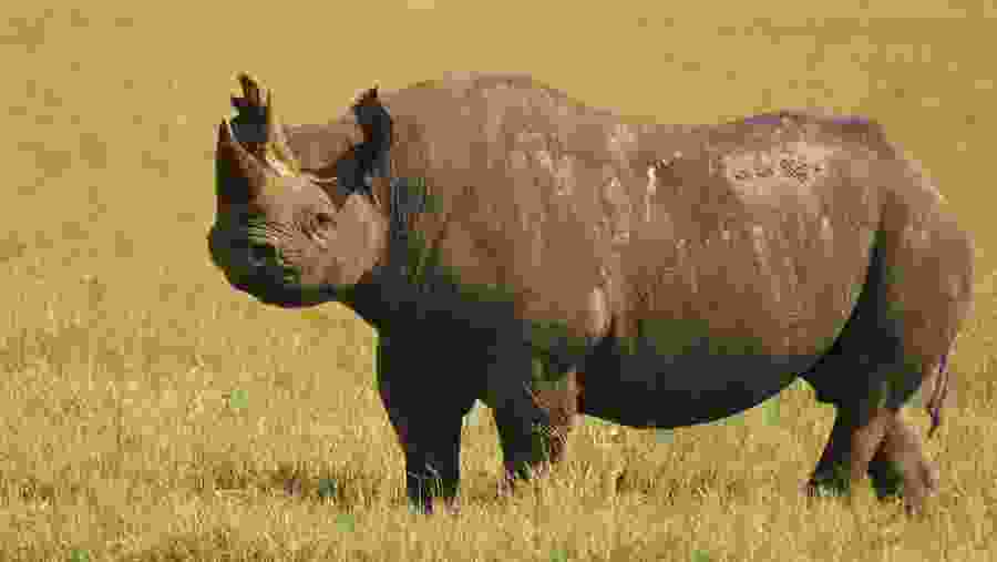 Rhino