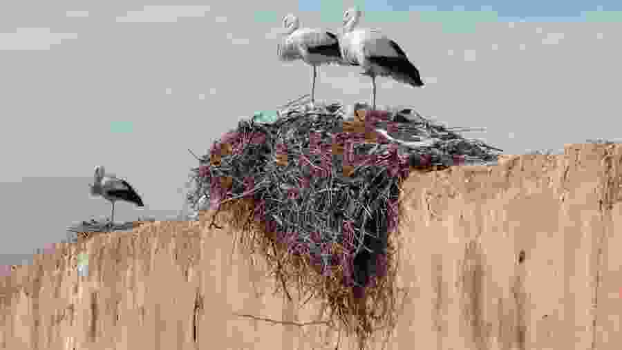 Bird