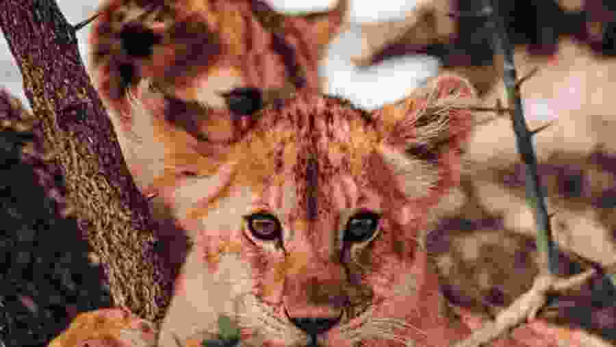 Spot the wildlife in Kenya