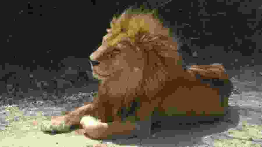 Lion at Serengeti