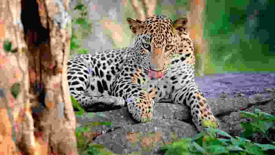 Leopard at Queen Elizabeth National Park