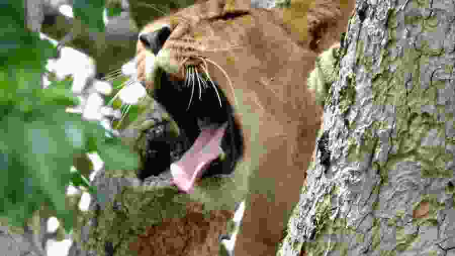 Tree climbing Lion in Ishasha