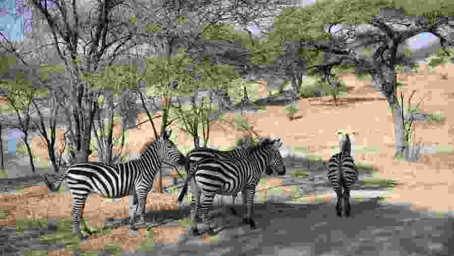 Animal Encounter