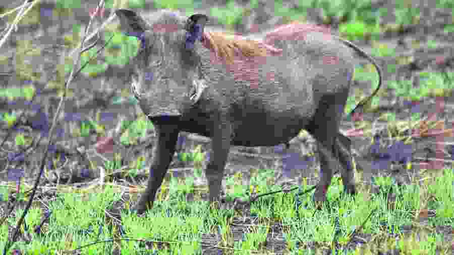 warthog