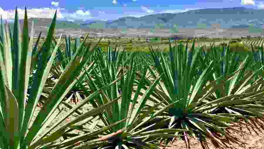 Visit Agave Plantations In Oaxaca's Countryside