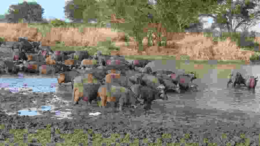 African Buffaloes in Mikumi National Park