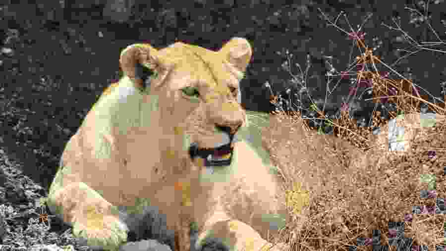 Wildlife Experience