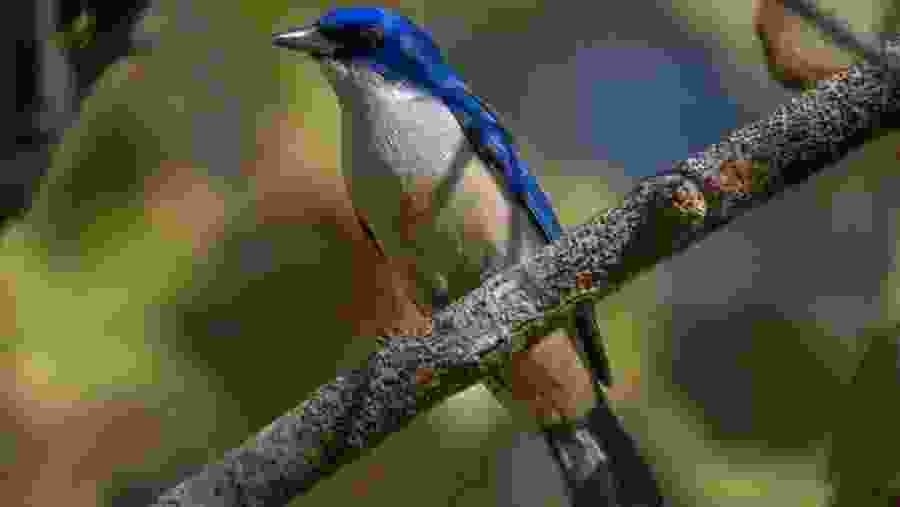 Explore the unique bird life at Kirindy Forest Park