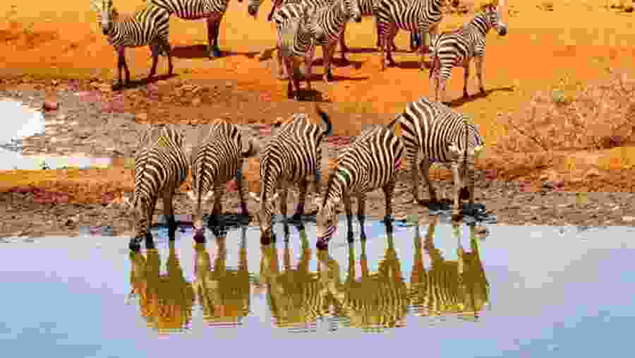 Zebras in Amboseli National Park