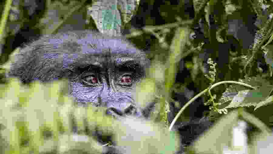 Spot the pride of Africa