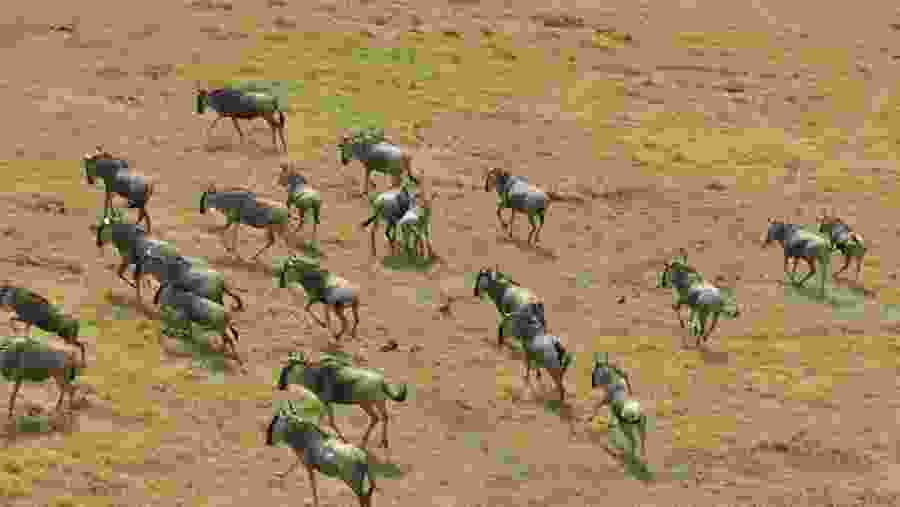 Witness the great wildebeest migration of Masai Mara