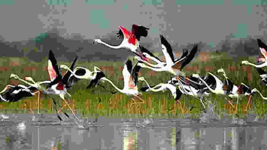 Visit Bharatpur Bird Sanctuary