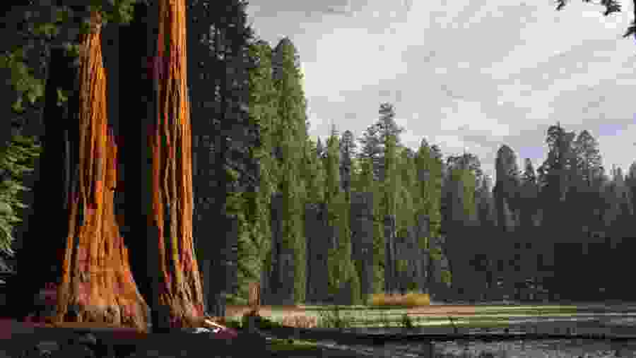 Visit Sequoia National Park