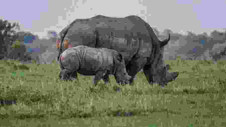 Ol Pajeta Conservancy