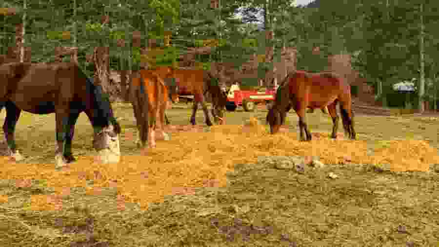 Horse riding in Albania
