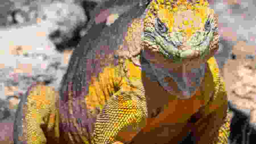 See Iguanids in Sante Fe island