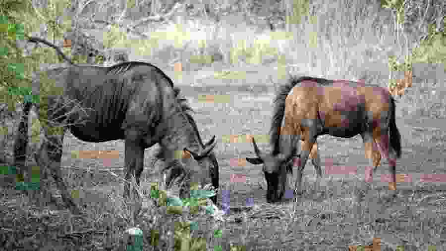 Wildebeests at Kruger National Park